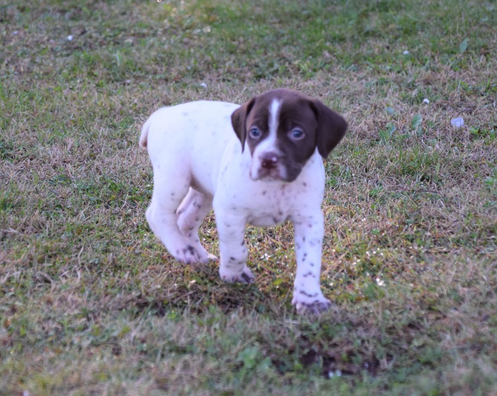 de Saint Montange - Chiot disponible  - Braque français, type Pyrenees (petite taille)