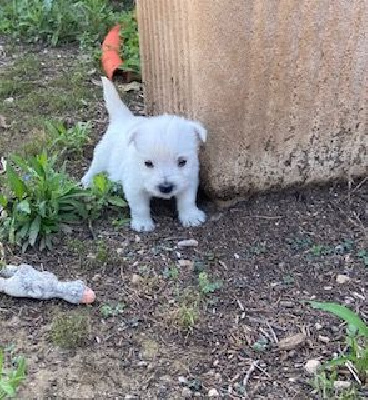 de Saint Montange - West Highland White Terrier - Portée née le 13/05/2023