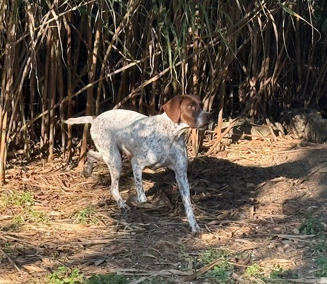 Pony de Saint Montange