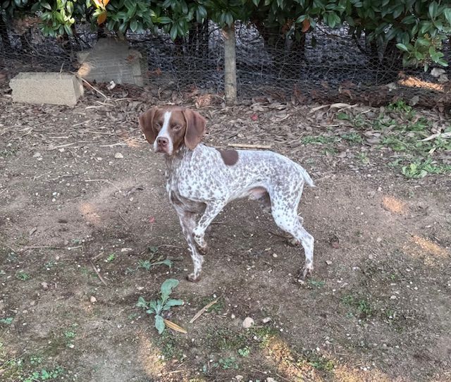 Titan de Saint Montange