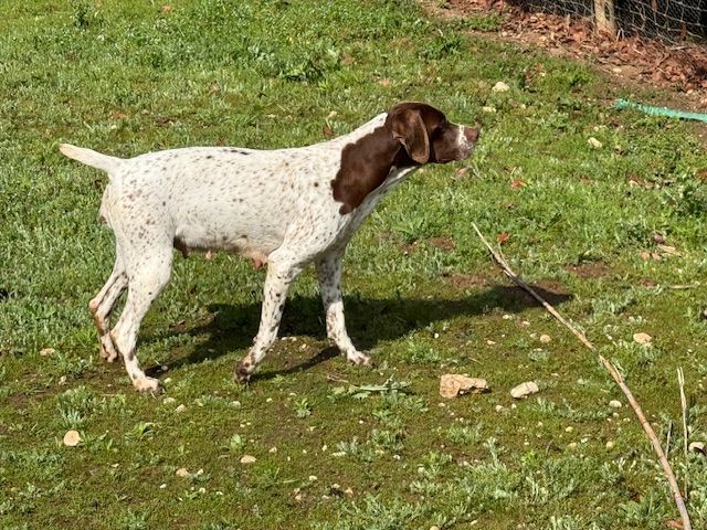 Phybie de Saint Montange