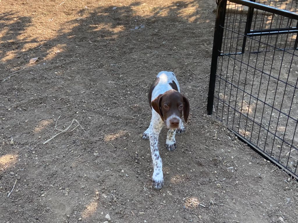 de Saint Montange - Chiots disponibles - Braque français, type Pyrenees (petite taille)