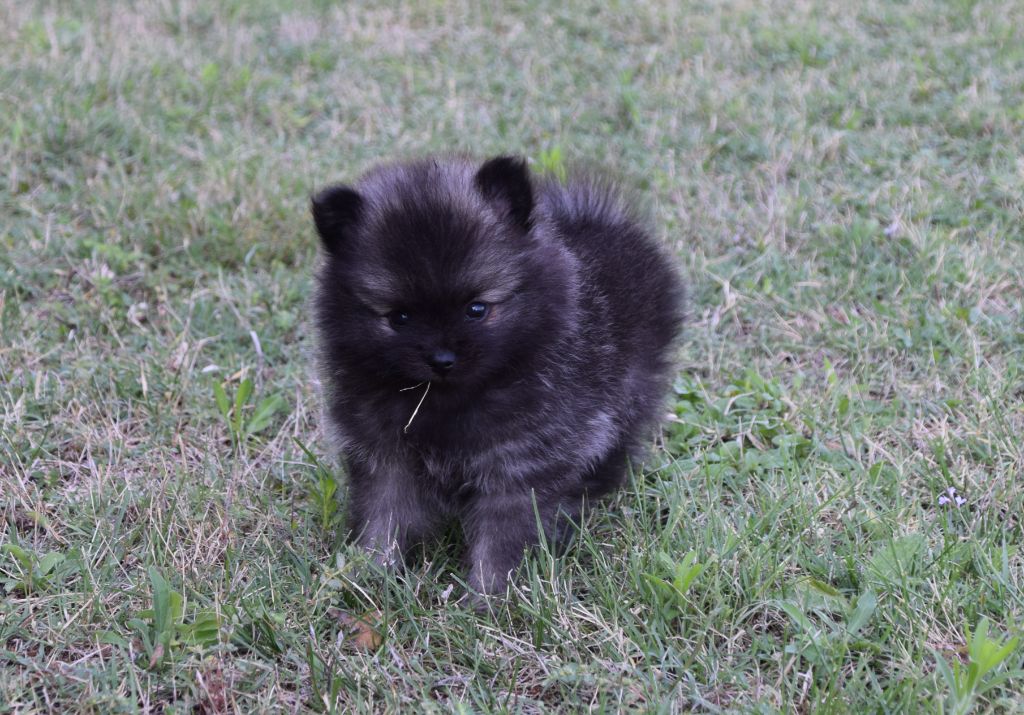 de Saint Montange - Chiots disponibles - Spitz allemand