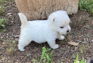 de Saint Montange - West Highland White Terrier - Portée née le 13/05/2023