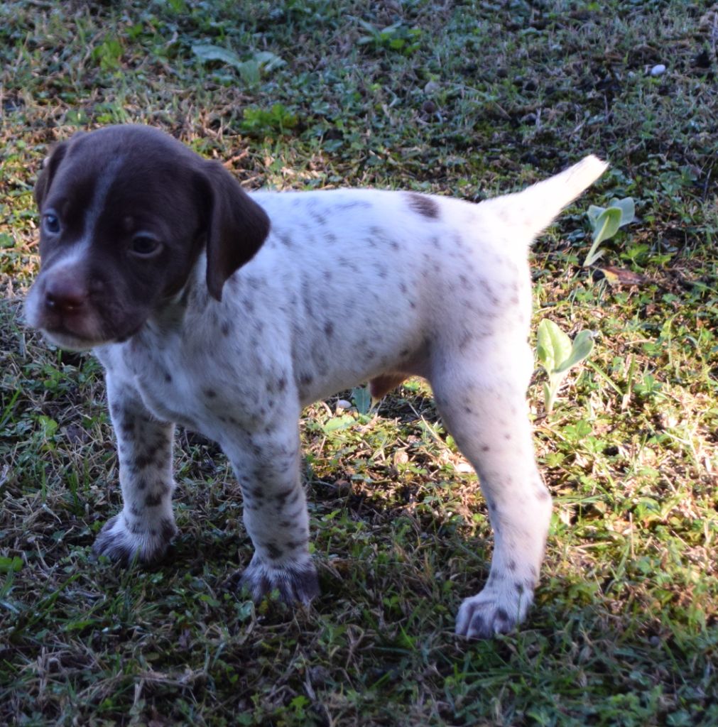 de Saint Montange - Braque français, type Pyrenees (petite taille) - Portée née le 27/08/2024