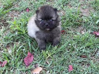 de Saint Montange - Spitz allemand - Portée née le 11/05/2022