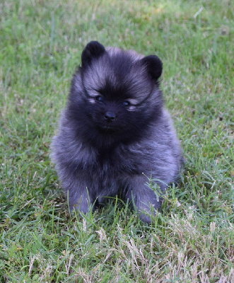 CHIOT 3