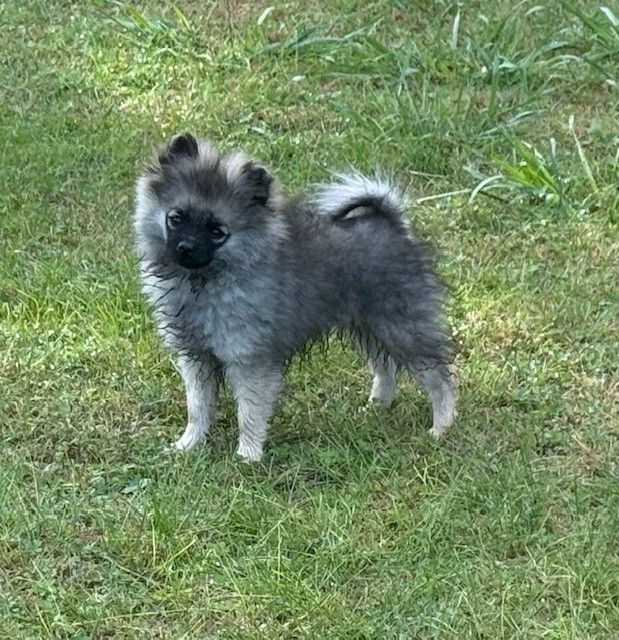 de Saint Montange - Chiots disponibles - Spitz allemand