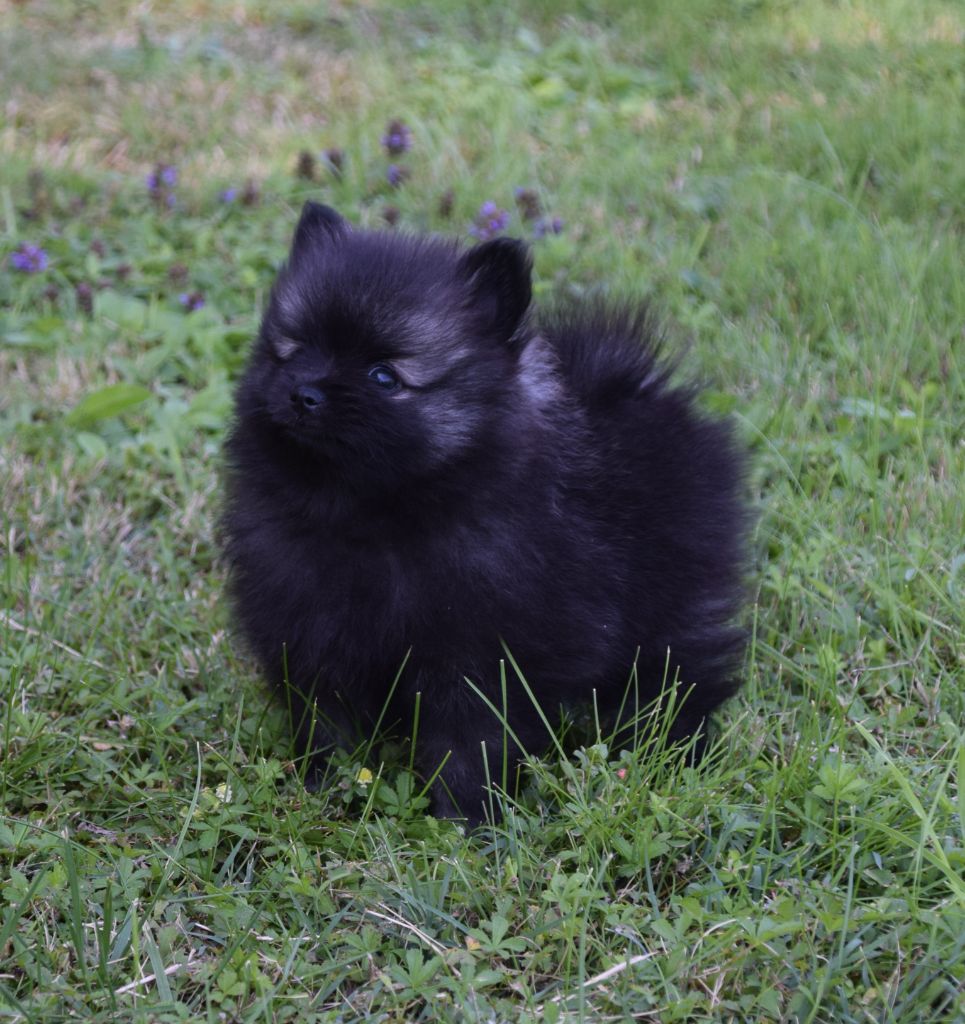 de Saint Montange - Chiots disponibles - Spitz allemand